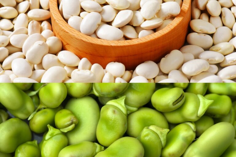 Lima Beans and Butter Beans